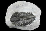Bargain, Coltraneia Trilobite Fossil - Huge Faceted Eyes #137705-1